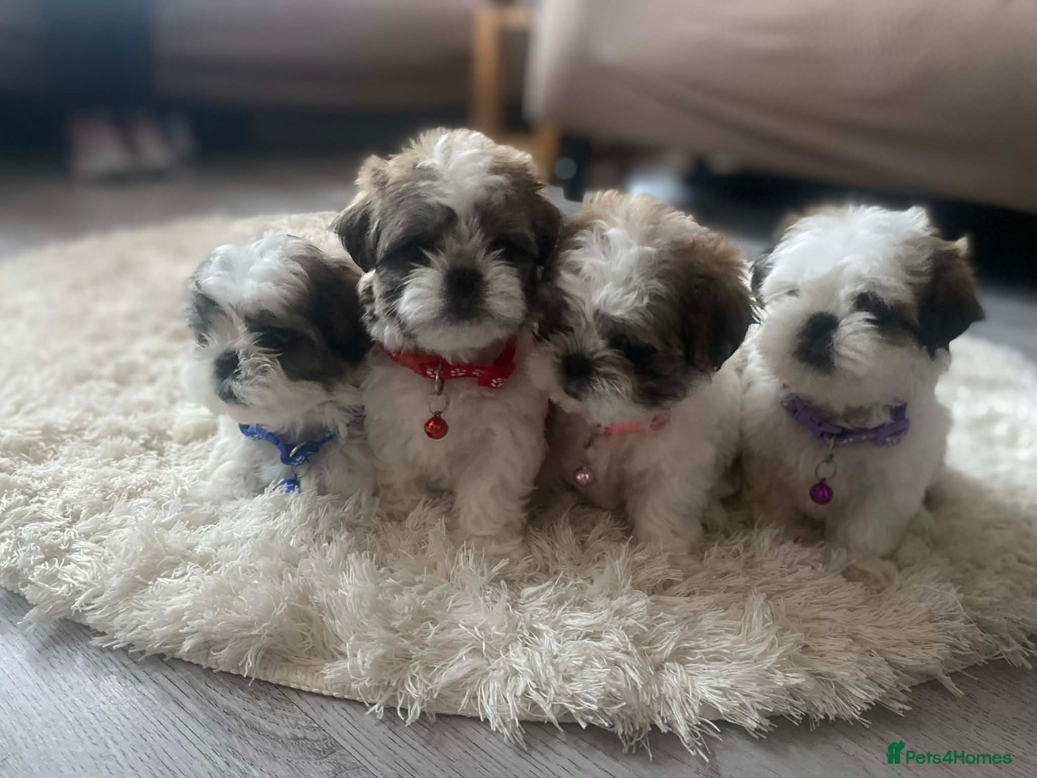 Malshi dogs 4 Mini Malshi Puppy For Sale - Advert 1