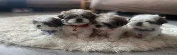 Malshi dogs for sale: ONLY 1 GIRL MINI MALSHI PUPPIES LEFT  - Advert 10