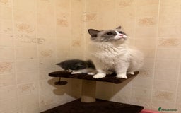Ragdoll cats for sale: Ragdoll x Kittens - Image 11