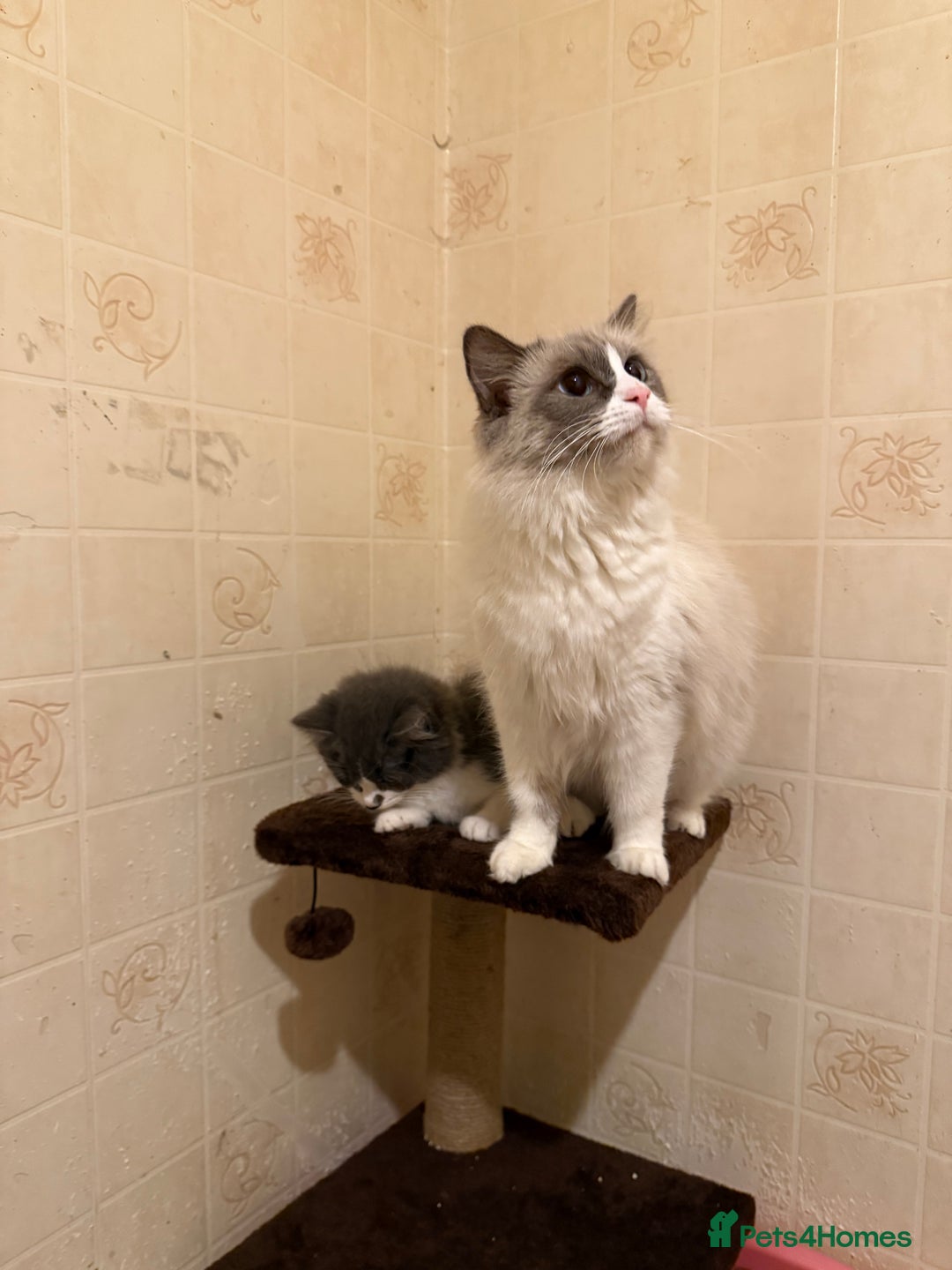 Ragdoll cats for sale: Ragdoll x Kittens - Image 11