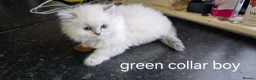 Ragdoll cats for sale: Adorable Ragdoll Kittens–Super Cuddly teddy bears - Advert 2