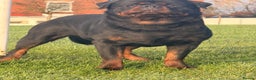 Rottweiler dogs for stud: Top quality health tested kc male German X serbian - Advert 5