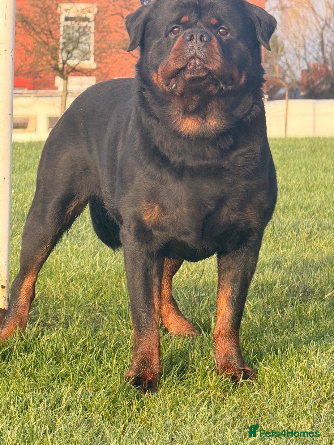 Rottweiler dogs for stud: Top quality health tested kc male German X serbian - Advert 5