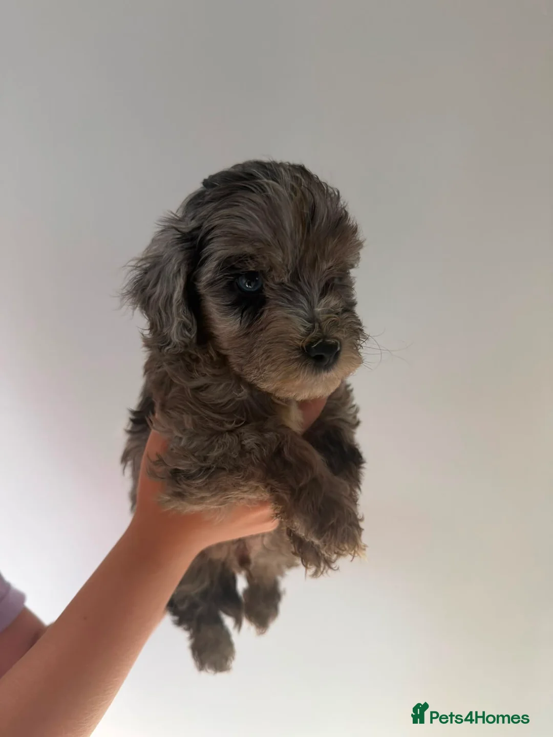 Cockapoo dogs for sale: 5 beautiful Cockapoos ready for there new homes  - Advert 2