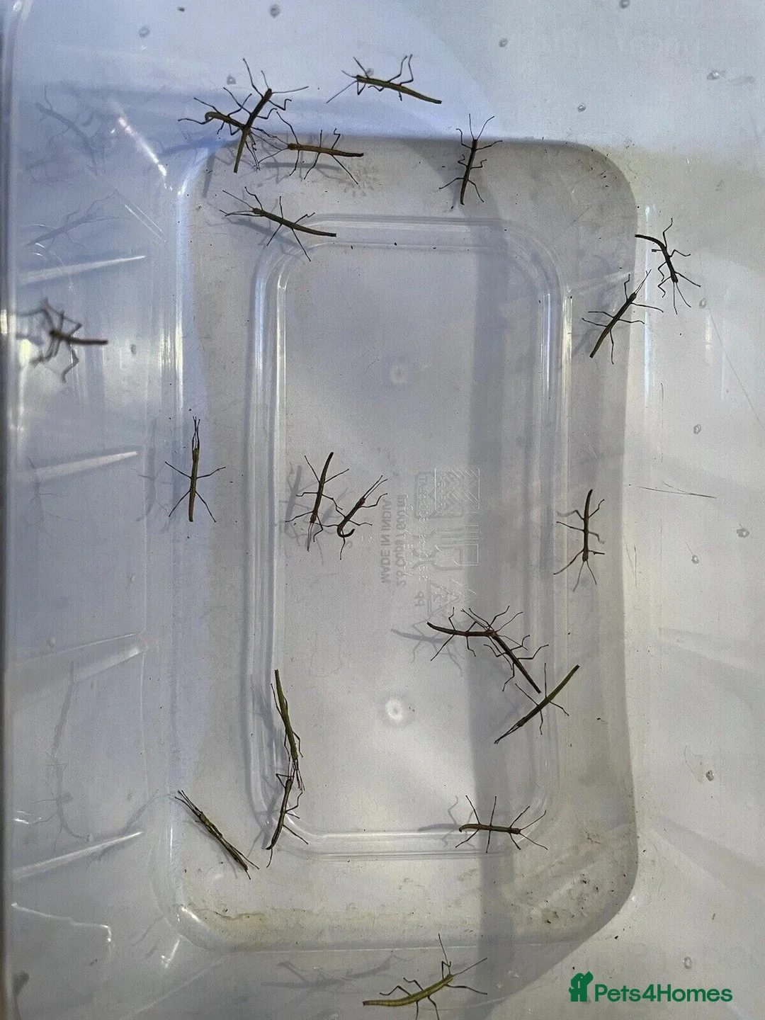 Stick Insects invertebrates for sale: Indian Stick Insects £1 each or 6 for £5 - Advert 4