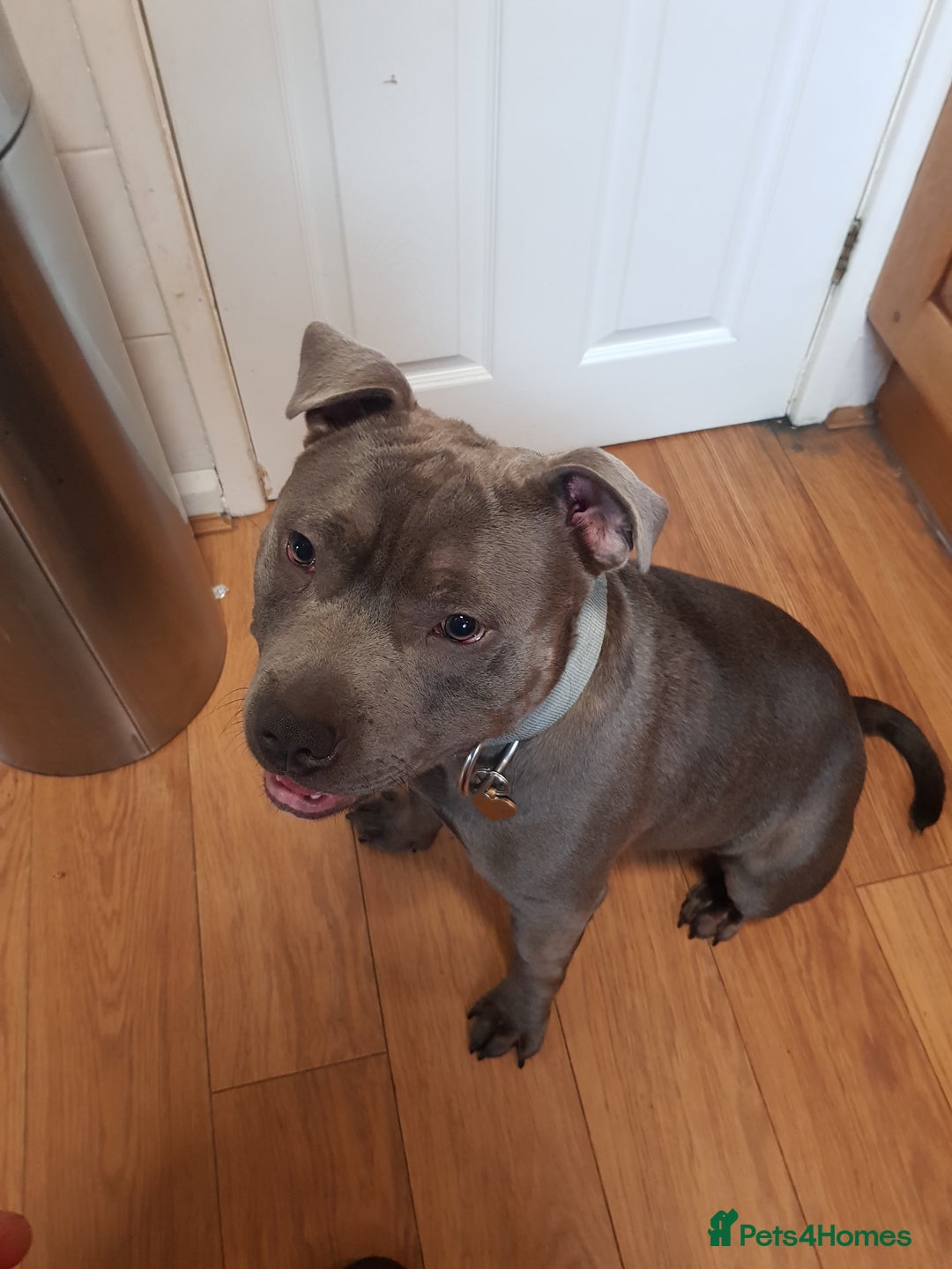 Staffordshire Bull Terrier dogs for stud: Meho stud dog - Advert 18