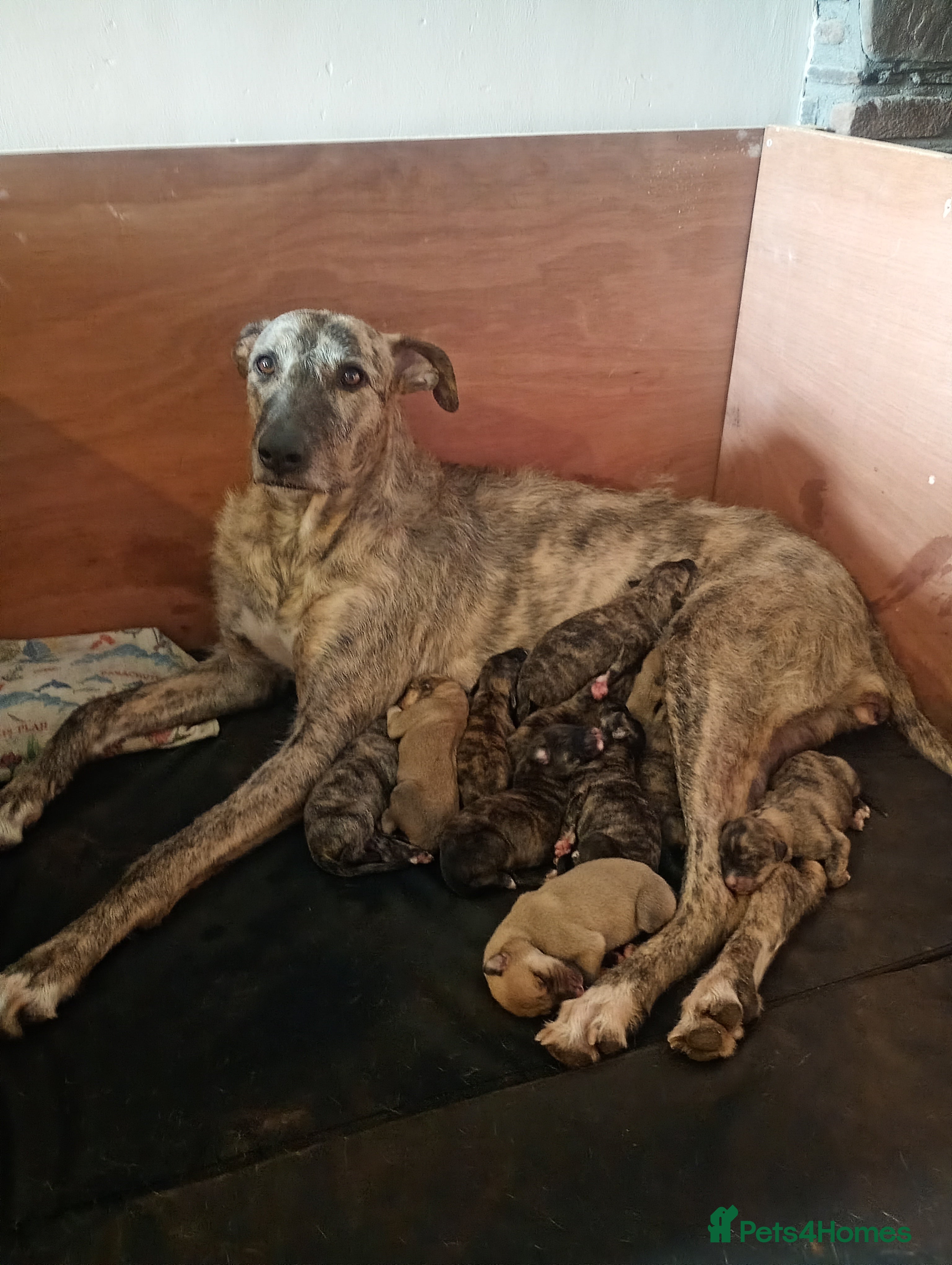 Mixed Breed dogs Deerhound Saluki x Bull Wheaton Beddy Grey - Advert 7