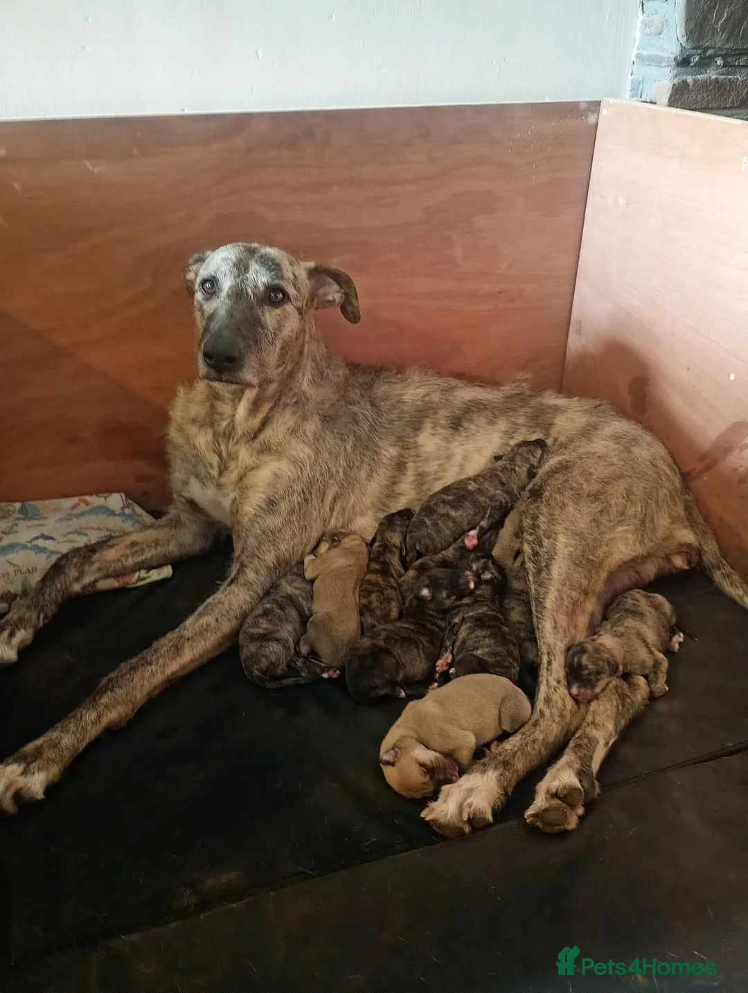 Mixed Breed dogs for sale: Deerhound Saluki x Bull Wheaton Beddy Grey - Advert 1