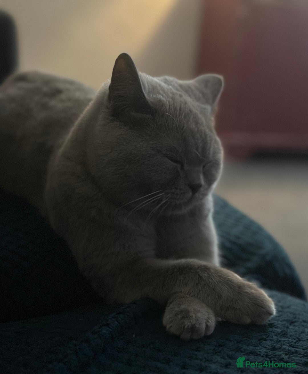 British Shorthair cats for sale: 4 x beautiful kittens available  - Image 5