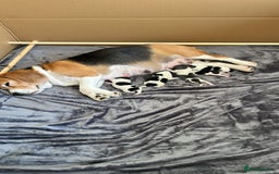 Mixed Breed dogs for sale: Border Beagle Puppies  - Image 12