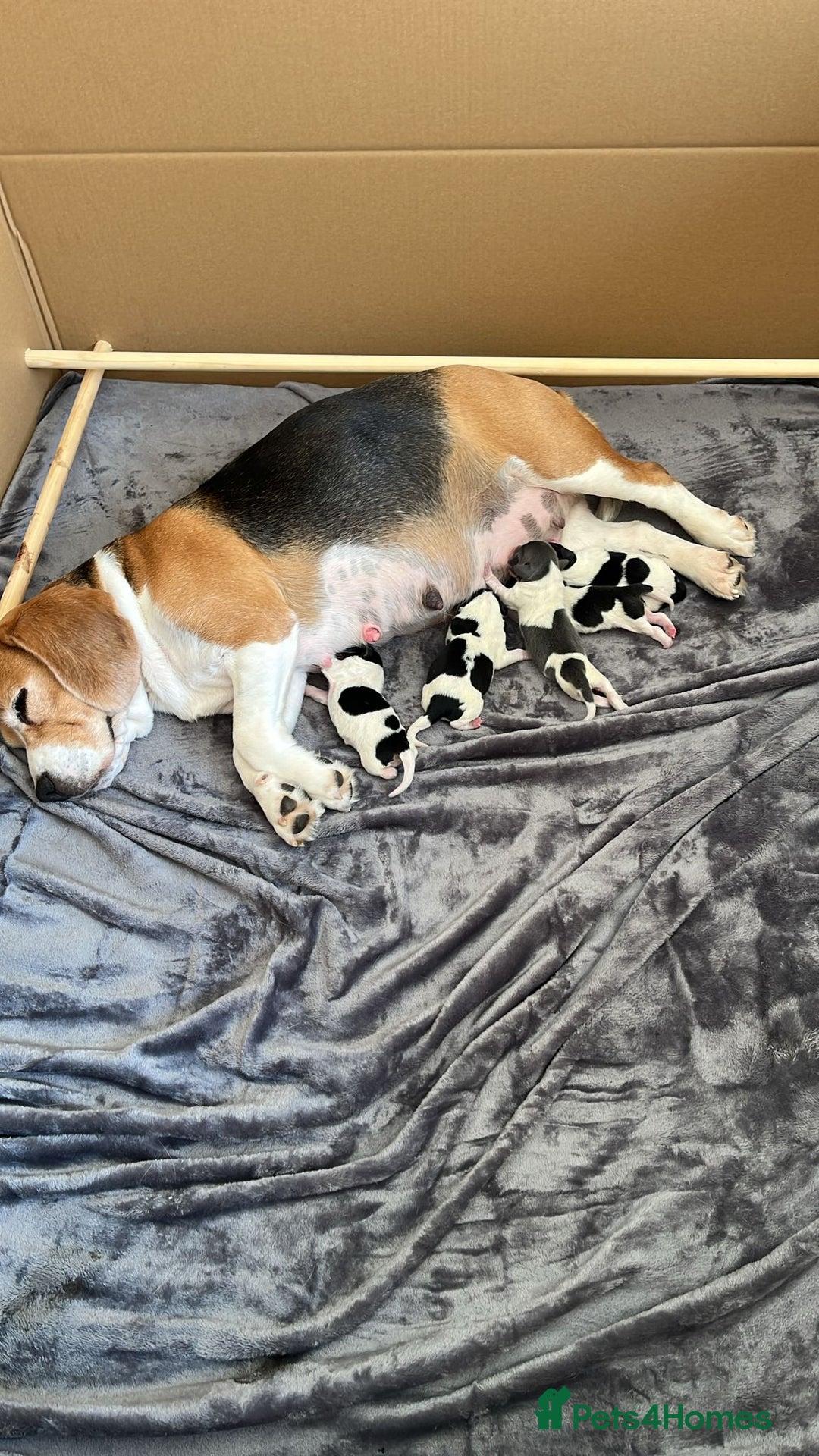 Mixed Breed dogs for sale: Border Beagle Puppies  - Image 12