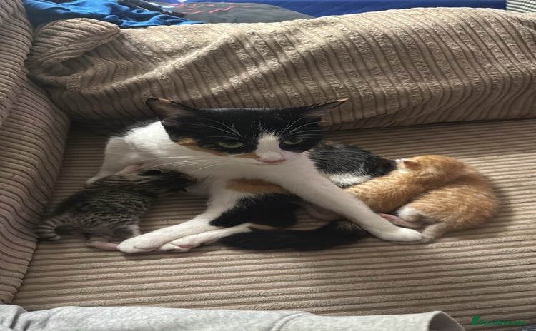 Mixed Breed cats Kittens for Sale - Advert 1