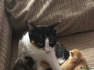 Mixed Breed cats for sale: Kittens for Sale - Advert 1