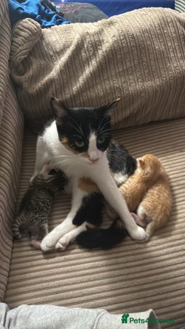 Mixed Breed cats Kittens for Sale - Advert 1