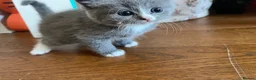 Mixed Breed cats for sale: Half British Shorthair Kittens - Advert 6
