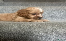 Cavapoo dogs for sale: Wonderful beautiful f1 champagne cavapoo babies  - Image 4