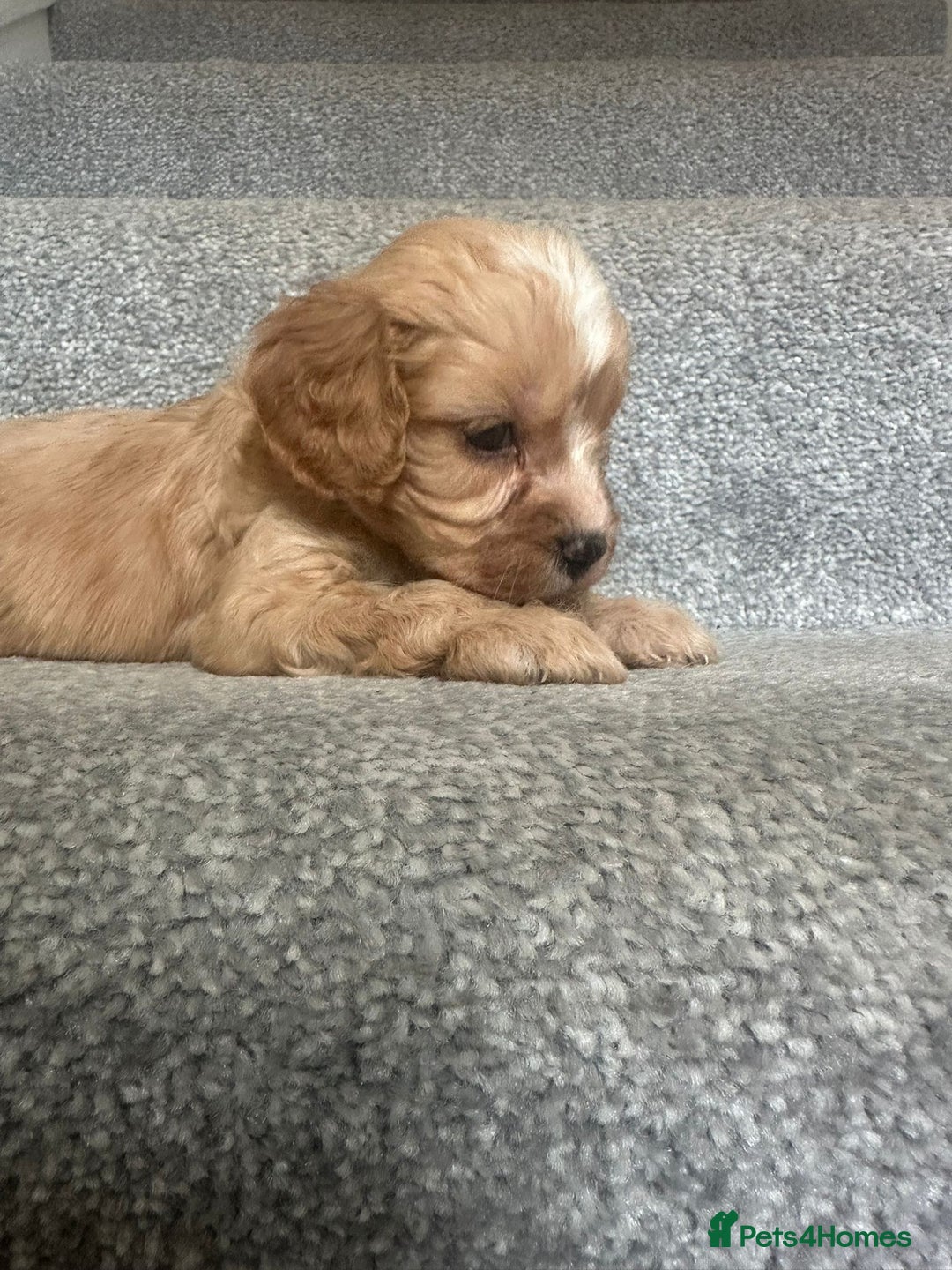 Cavapoo dogs for sale: Wonderful beautiful f1 champagne cavapoo babies  - Image 4