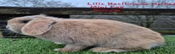 Mini Lop rabbits for sale: Various Adult Mini Lops - Advert 17