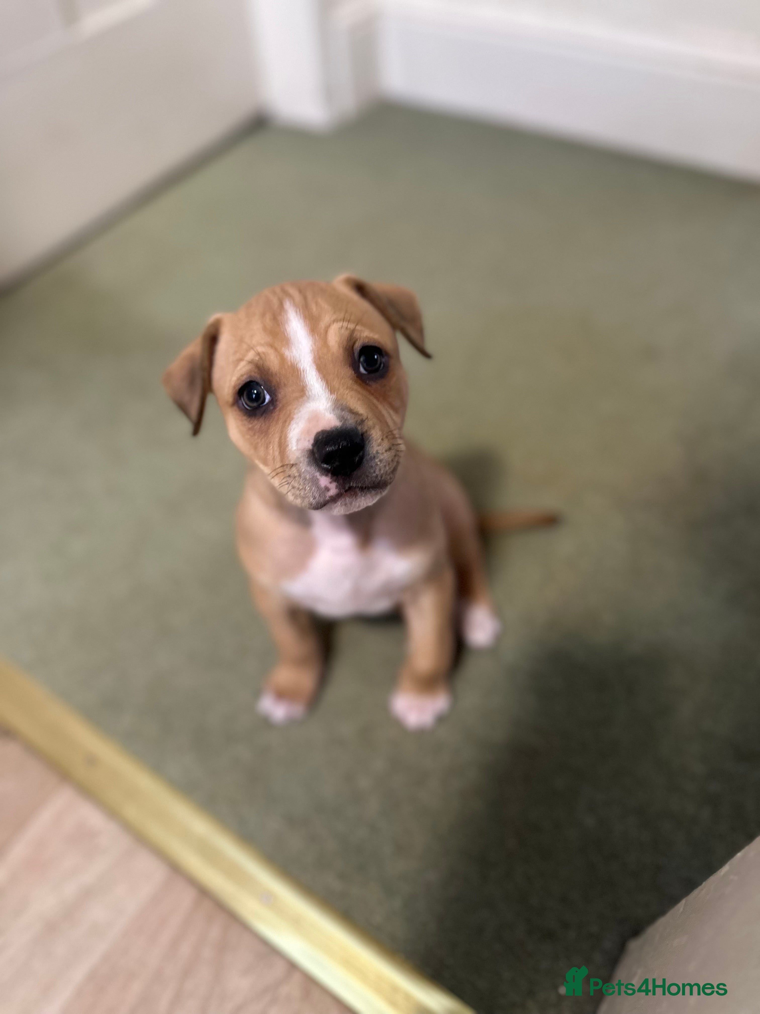 Mixed Breed dogs Gorgeous Female Puppy For Sale - Advert 2