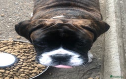 Boxer dogs for sale: Brindle/white boxer girl  - Image 4