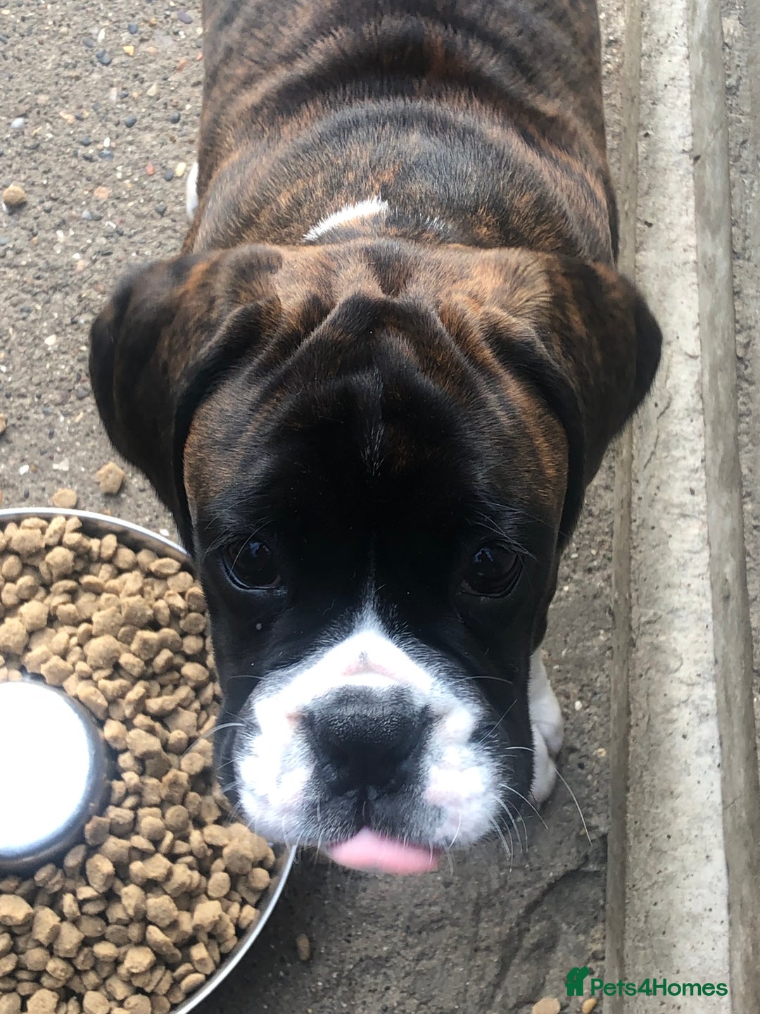 Boxer dogs for sale: Brindle/white boxer girl  - Image 4