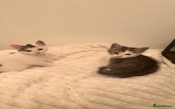 Mixed Breed cats for sale: Beautiful patched tabbies looking for homes  - Image 1