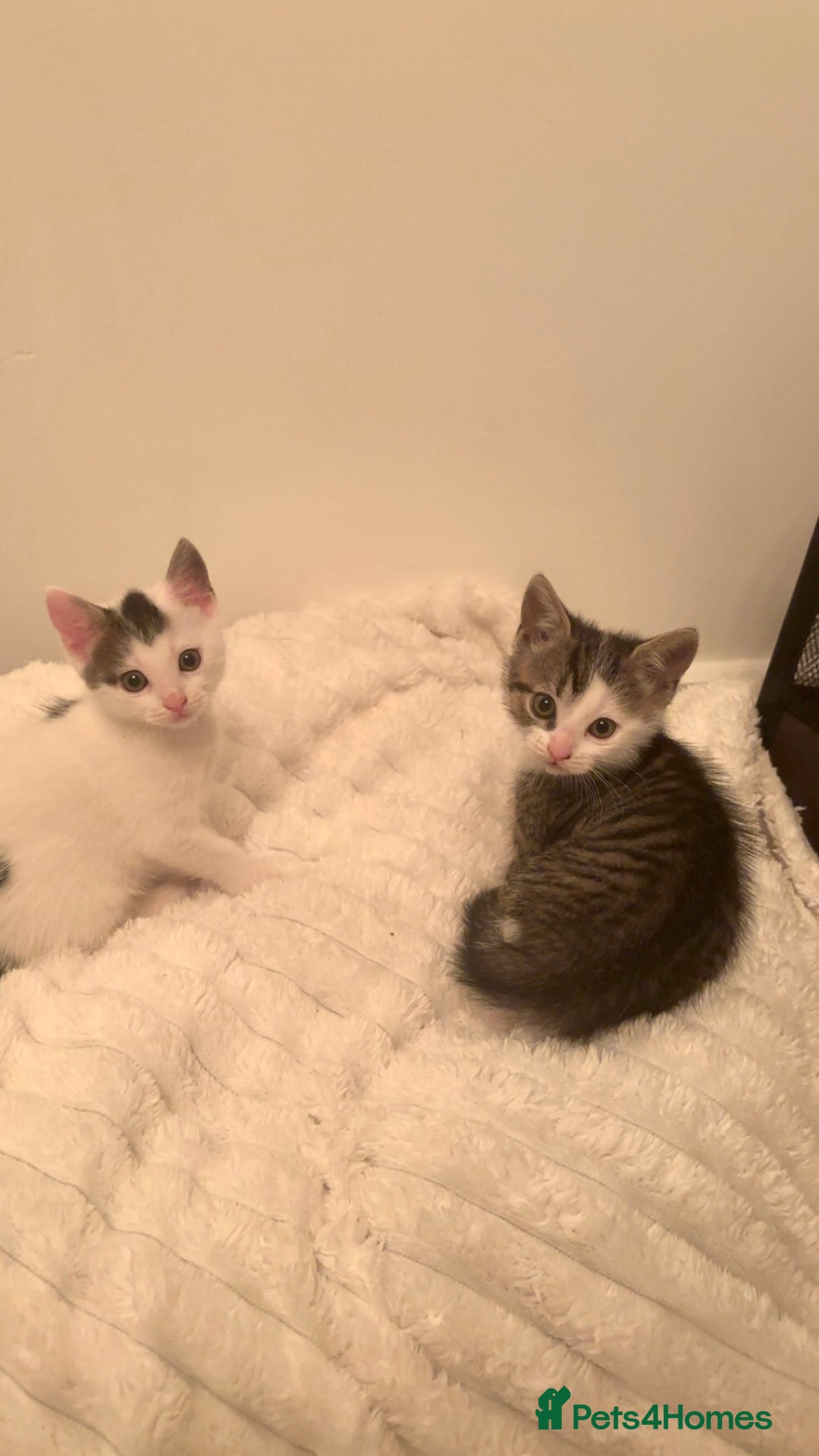 Mixed Breed cats for sale: Beautiful patched tabbies looking for homes  - Image 1