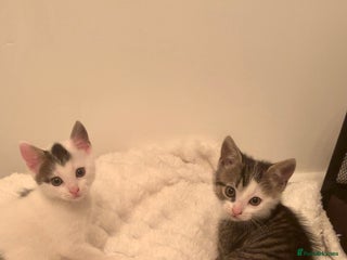 Mixed Breed cats - Advert 13