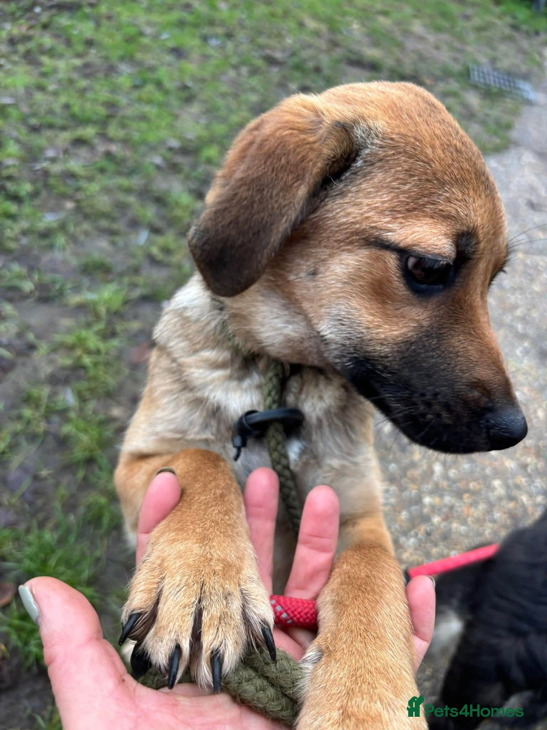 Mixed Breed dogs for adoption: 💕 Sora - Advert 3