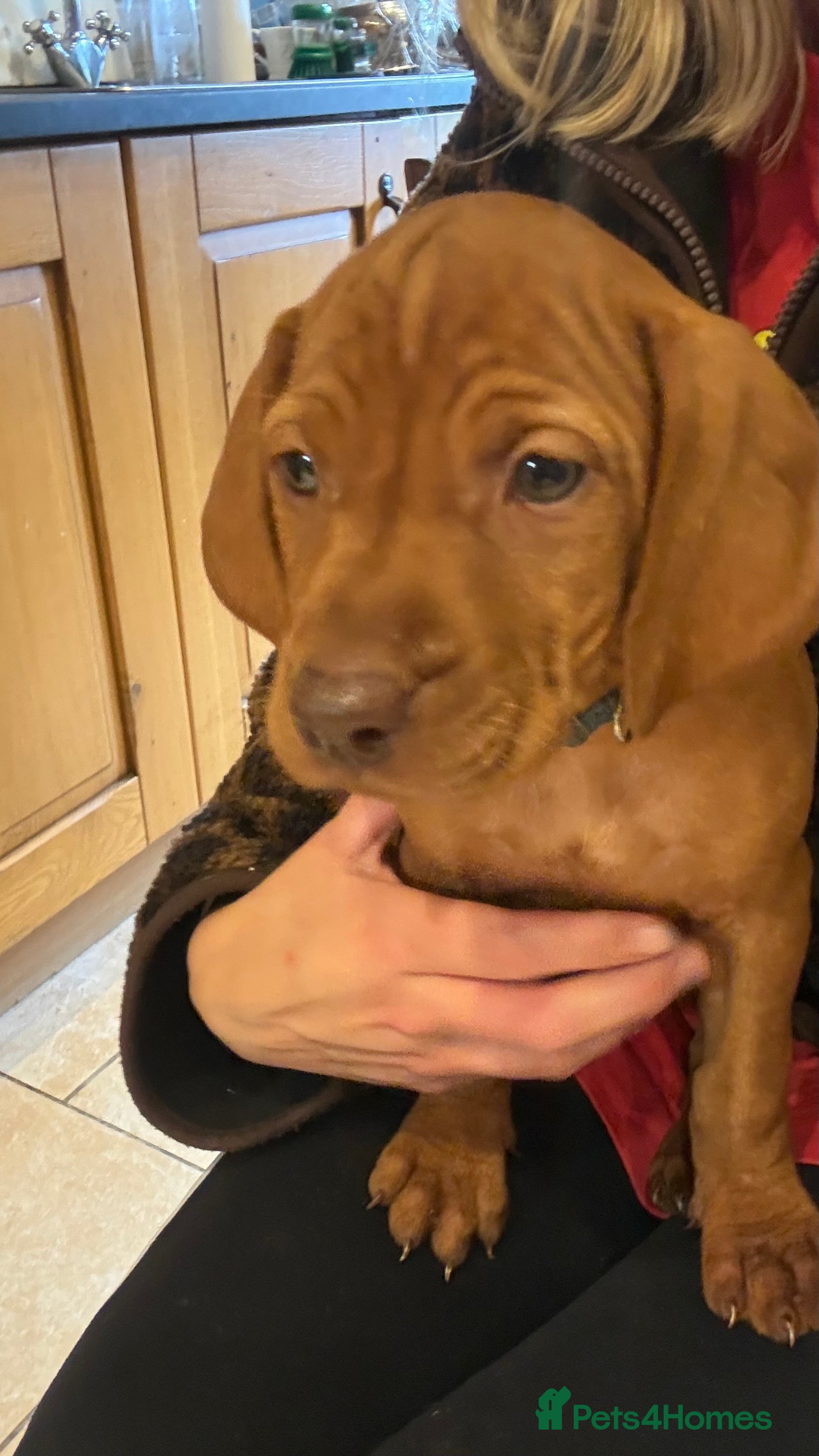 Hungarian Vizsla dogs 🐶Adorable KC Hungarian Vizsla Puppies 💗🩵 - Advert 2