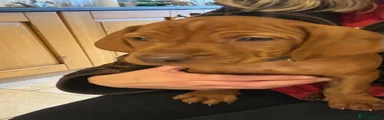 Hungarian Vizsla Puppy 8