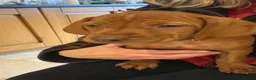Hungarian Vizsla dogs for sale: 🐶Adorable KC Hungarian Vizsla Puppies 💗🩵 - Advert 24