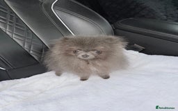 Pomeranian dogs for sale:  Pomeranian blue Girl  - Image 4
