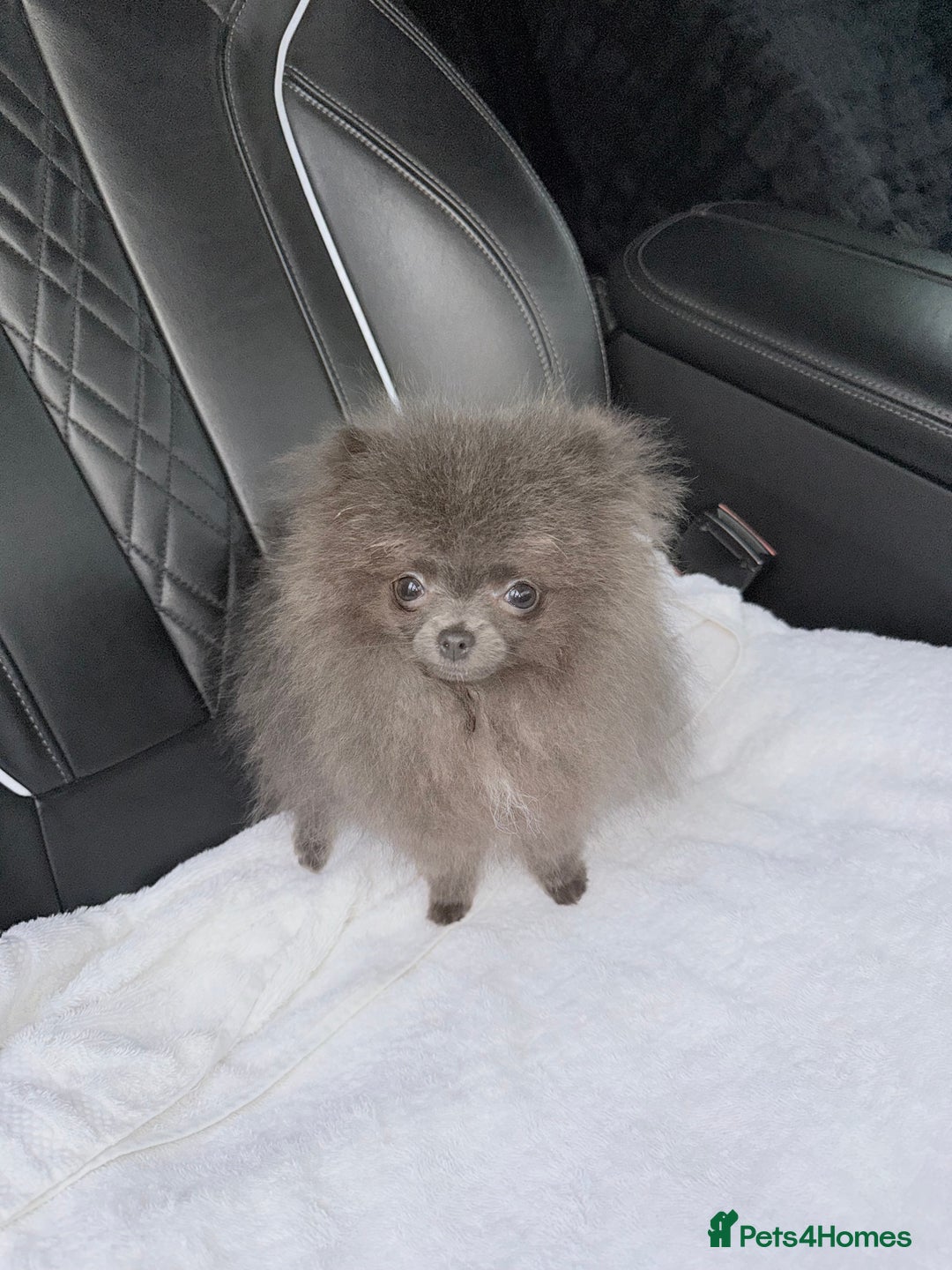 Pomeranian dogs for sale:  Pomeranian blue Girl  - Image 4