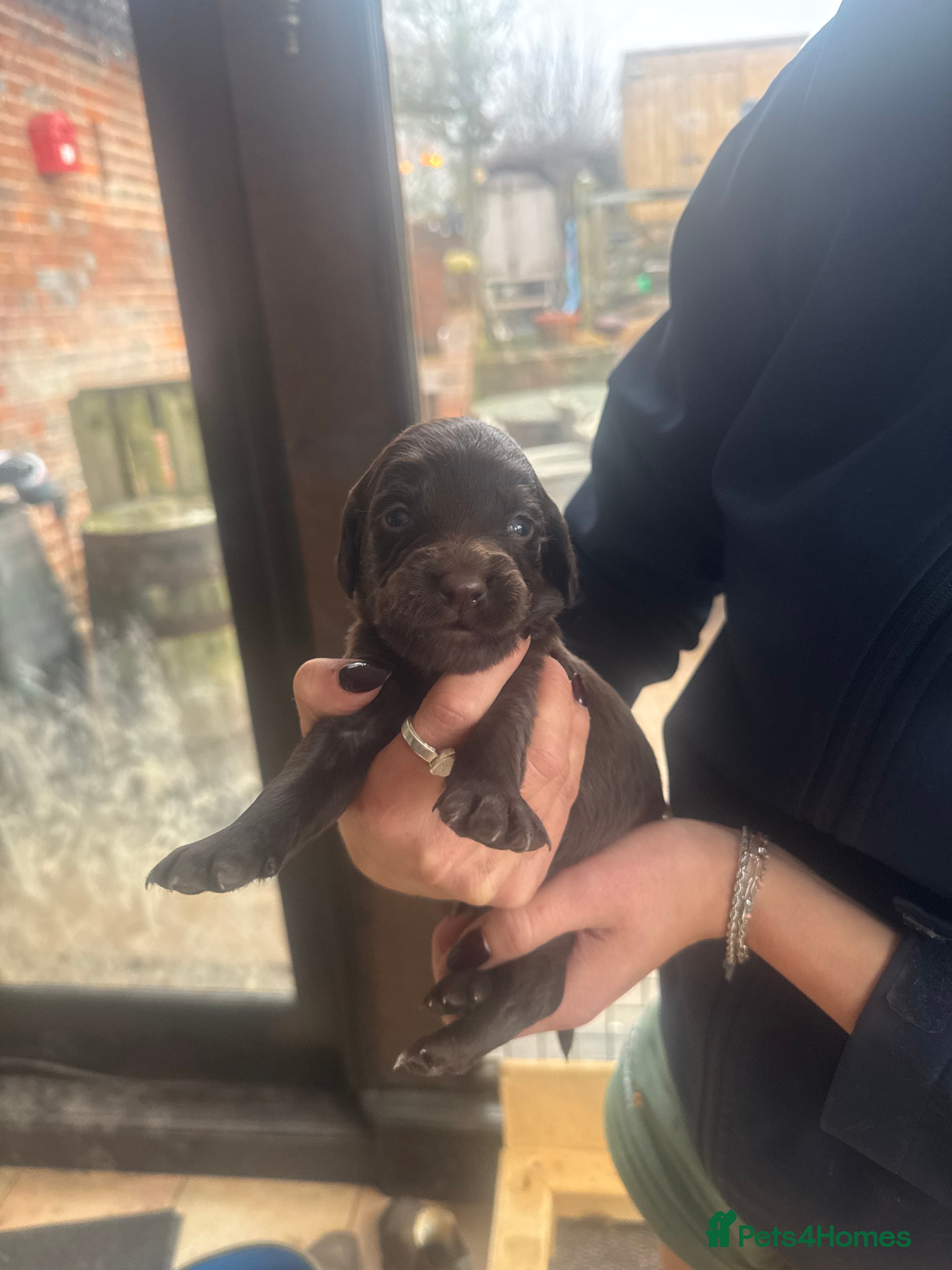 Sprocker dogs Sprocker puppies for sale - Advert 2