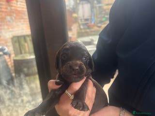 Sprocker dogs Sprocker puppies for sale - Advert 4