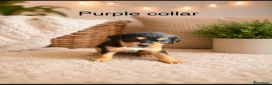 Girl purple