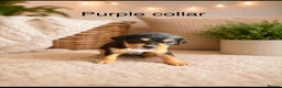 Mixed Breed dogs for sale: 6 beautiful cavapoos puppies  - Advert 13