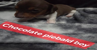 Miniature Dachshund dogs - Advert 4