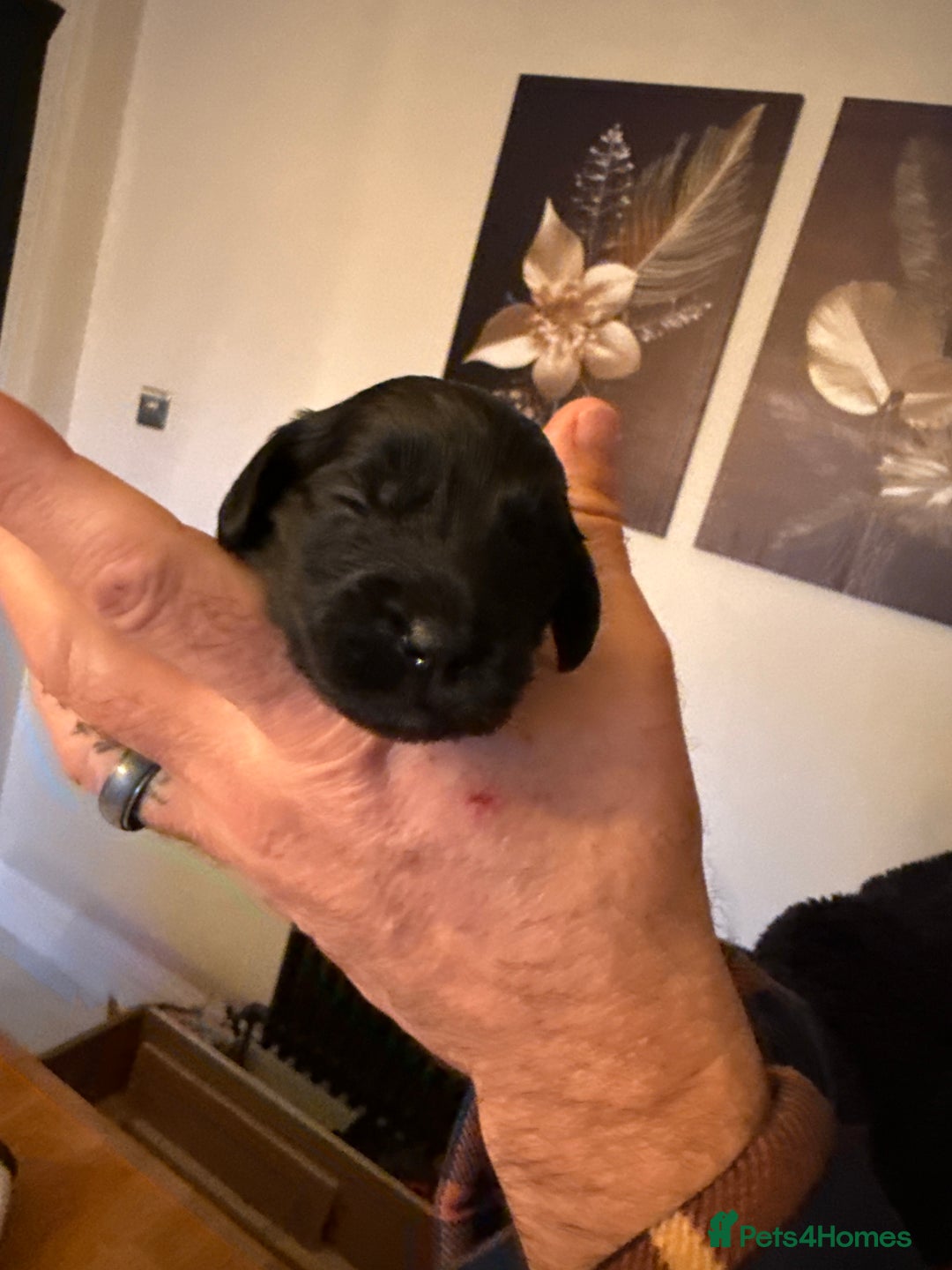 Cockapoo dogs for sale: Beautiful f2 cockapoos puppies 5 girls 3 boys  - Advert 14