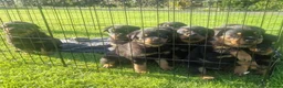Rottweiler dogs for sale: Excellent Heritage and Exceptional Potential Pups in Cardiff - Advert 8