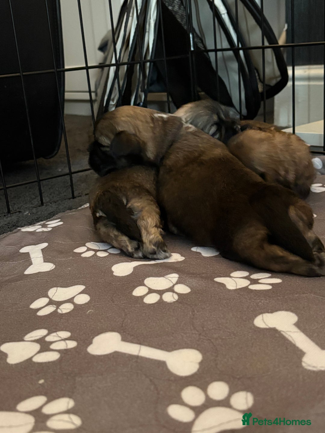 Shih Tzu dogs for sale: Shih tzus  - Image 25