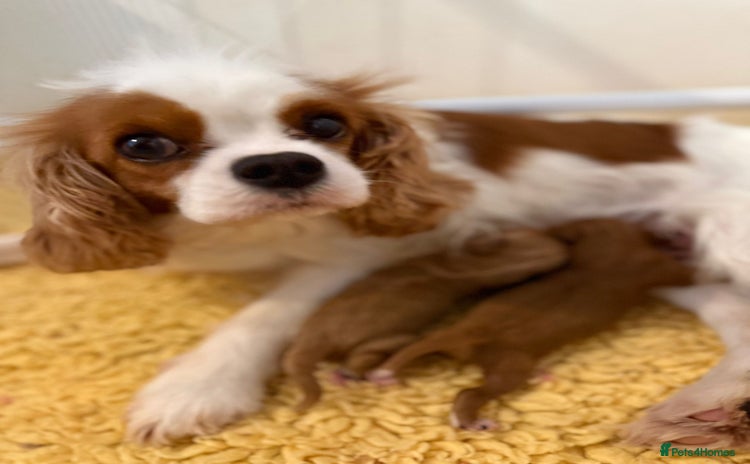 Cavapoo dogs - Advert 1