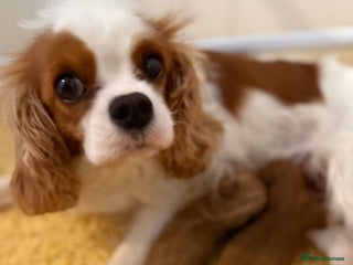 Cavapoo dogs - Advert 9