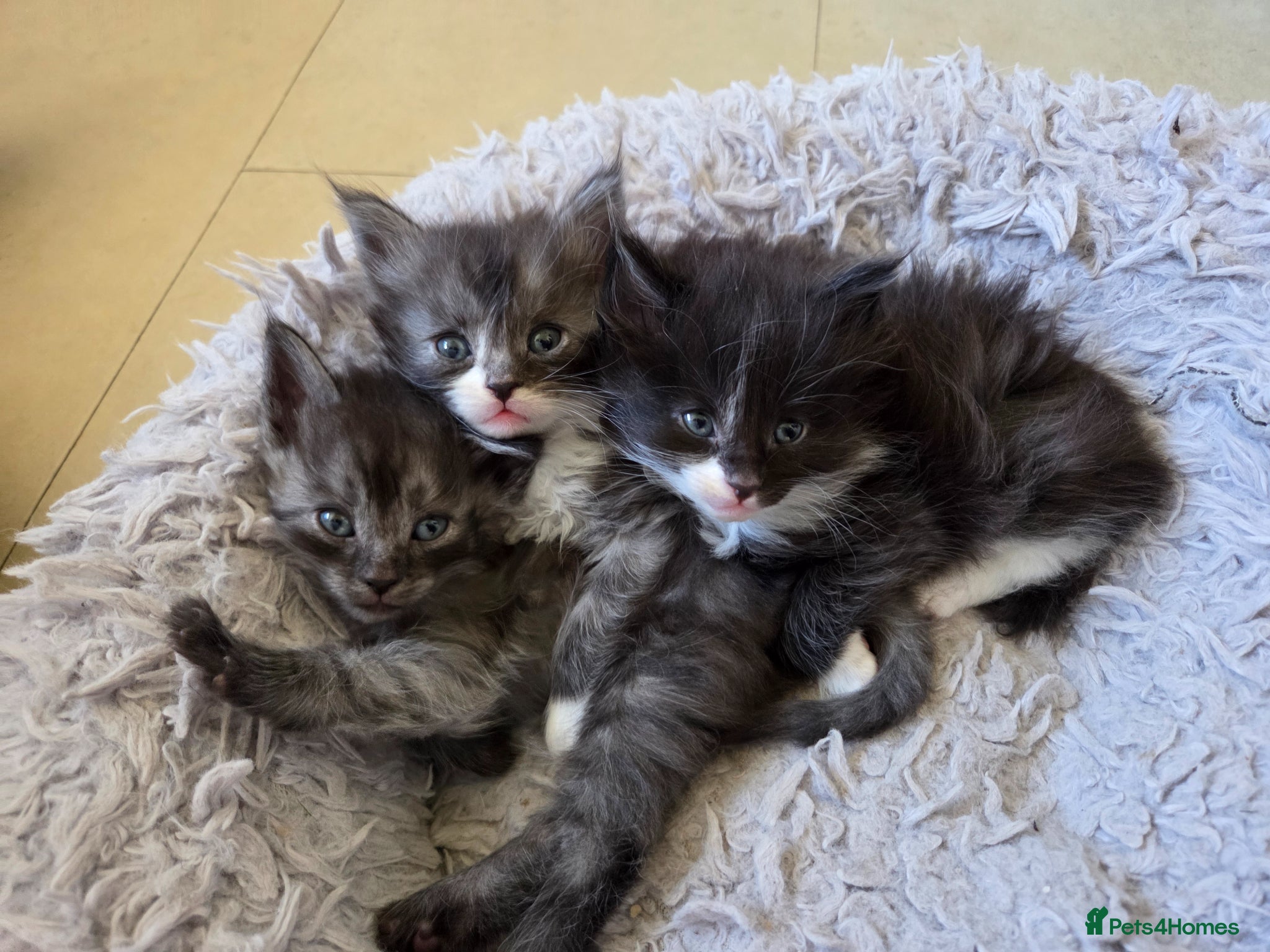 Mixed Breed cats Long haired Kittens - Reasonable offers considered - Advert 17