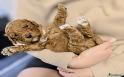 Cockapoo dogs for sale: GENUINE F1B COCKAPOO PUPPIES  - Image 35