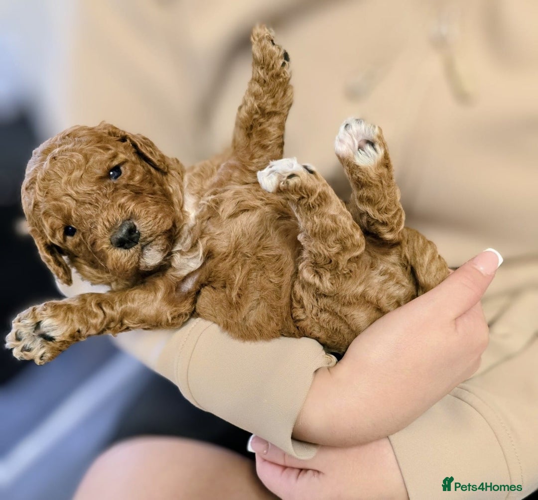 Cockapoo dogs for sale: GENUINE F1B COCKAPOO PUPPIES  - Image 35