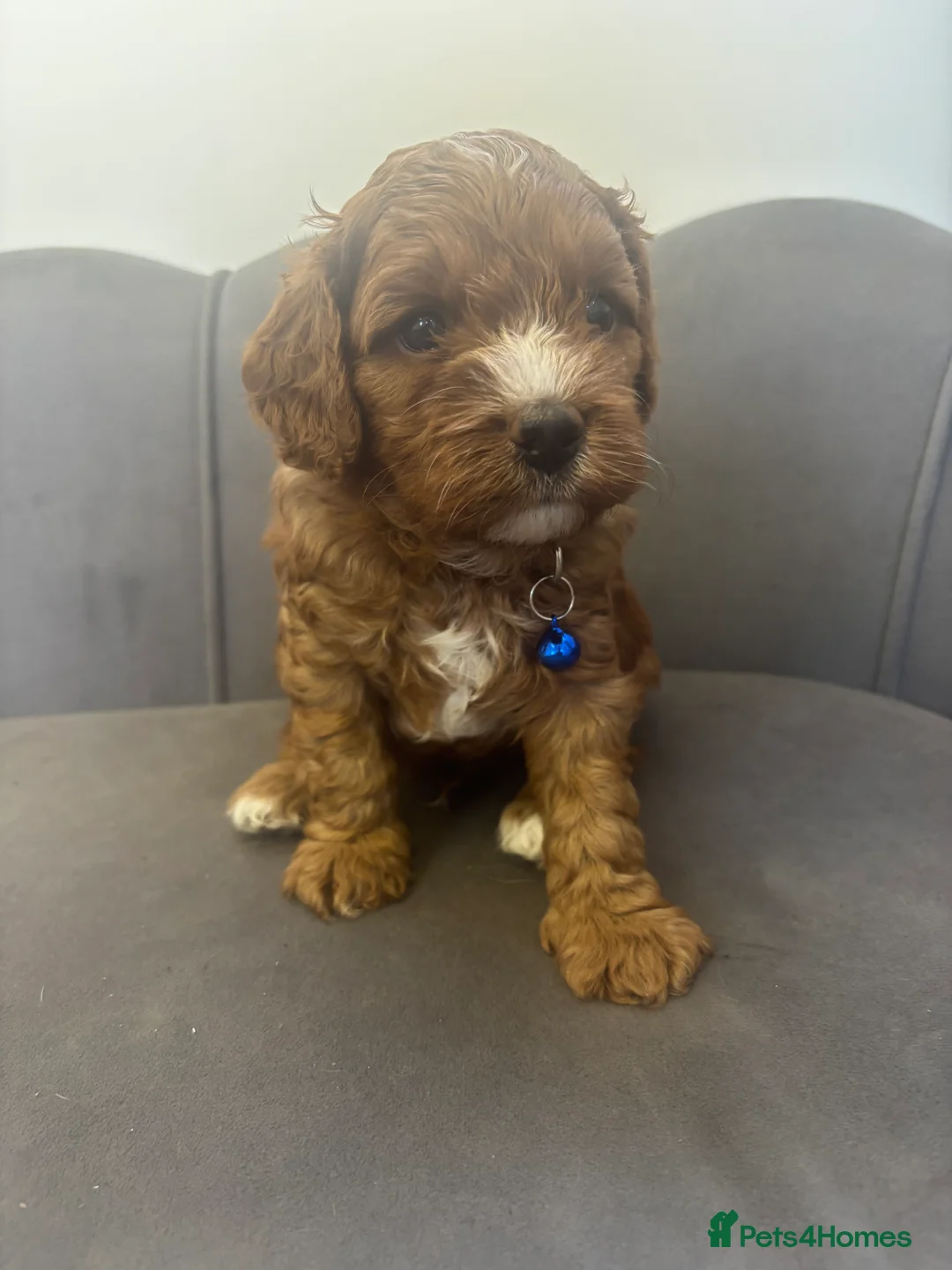 Cavapoo dogs for sale: Stunning F1 Cavapoo Pups - Advert 2