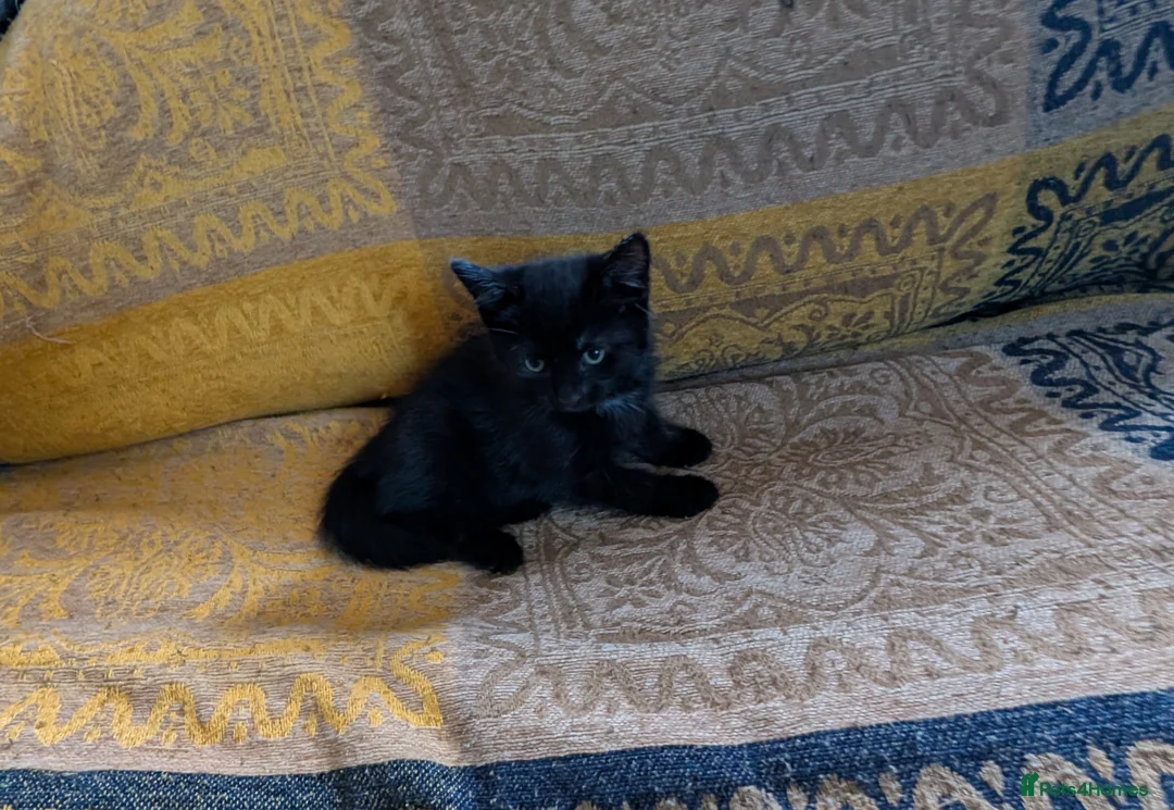 Mixed Breed cats for sale: Three beautiful girl kittens for sale. - Advert 6