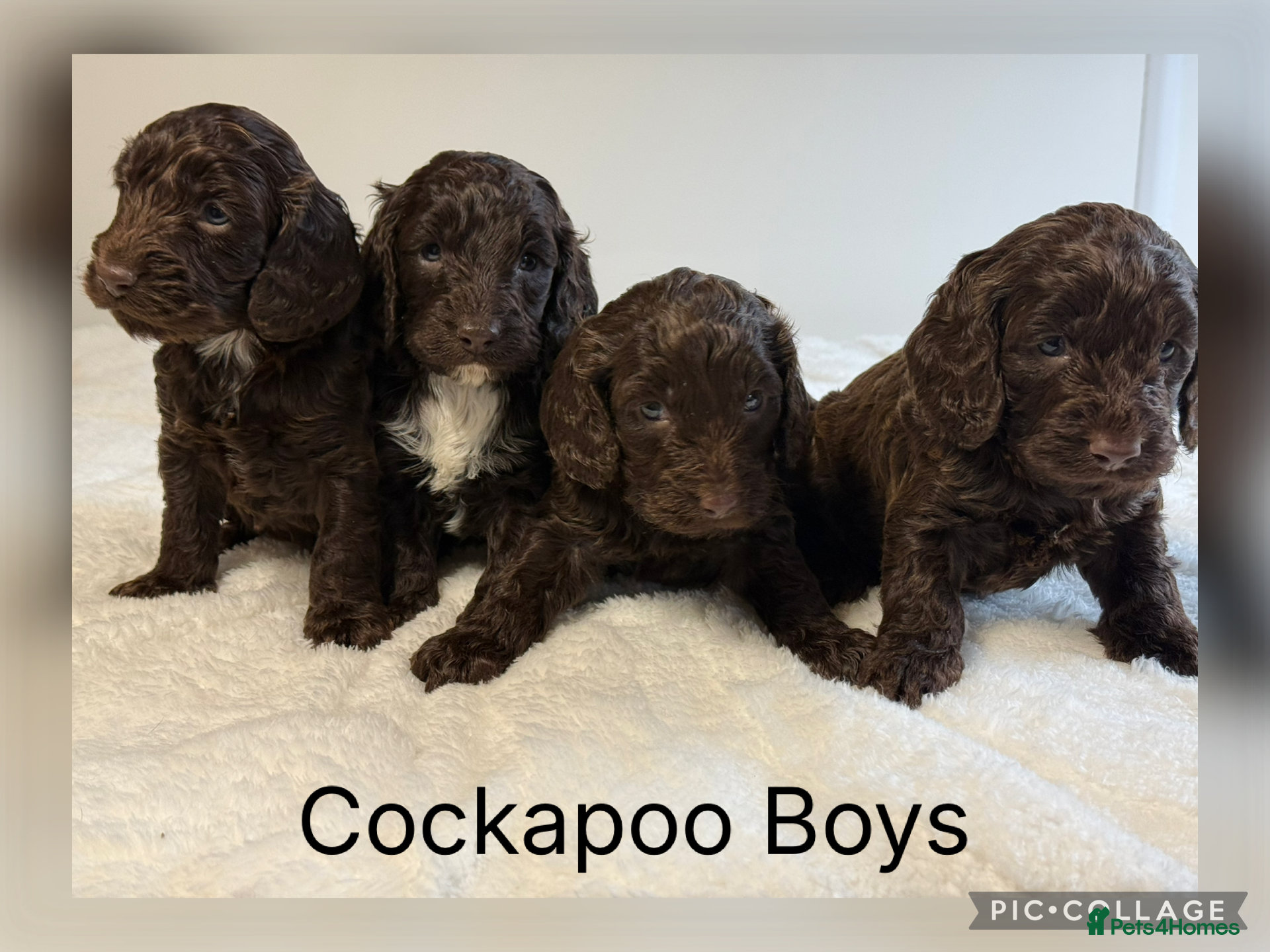 Cockapoo dogs F1 Show Cocker Cockapoo Choc Drops  - Advert 1